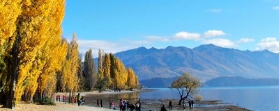 ワナカ湖畔ポプラ並木の黄葉17年4月