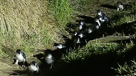 NZブリーズ観光送迎ツアーダニーデンオタゴ半島