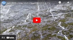 ミルフォードサウンドへの道のり途中のカメラストップに現れたケア/keaユーチューブビデオ