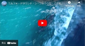 ミルフォードサウンドの遊覧クルーズ中に遭遇できたイルカの群れユーチューブビデオ