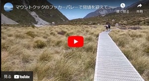 フッカーバレートラックにマウントクックリリーが咲き乱れているイメージが湧くユーチューブビデオ