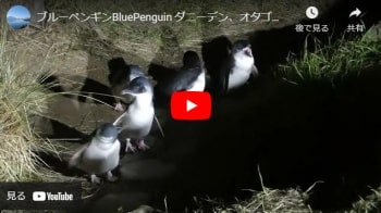 ブルーペンギン観戦ツアーに参加したらこんなビデオが撮影できるかもしれないyoutubeビデオ