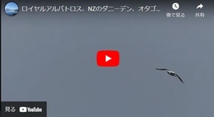 ロイヤルアルバトロスセンターに行ったら見れるかもしれないロイヤルアルバトロスの滑空ユーチューブビデオ