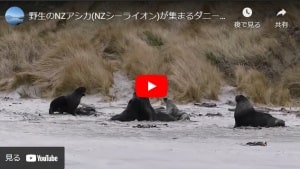 ダニーデン、オタゴ半島のサンドフライベイへの行き方と野生のNZアシカ見学ユーチューブビデオ