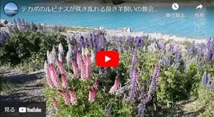 ルピナスの花が良き羊飼いの教会周辺で見ごろを迎えているイメージが分かるユーチューブビデオ